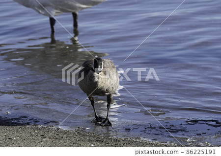 Front face of Cackling goose 86225191