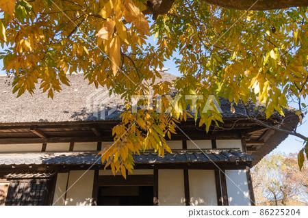 老民居的黃葉 86225204