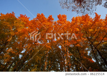 Scenery of sweetgum with bright red leaves-2 Scenery of sweetgum with bright red leaves-2 86225514