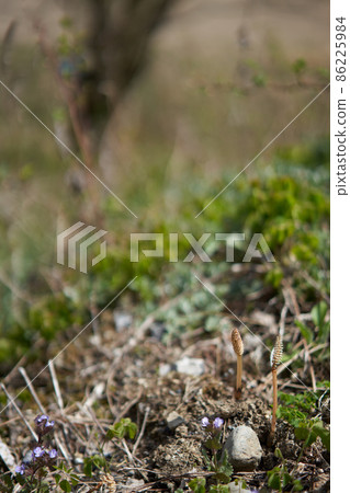 A cute horsetail that makes you feel the arrival of spring A cute horsetail that makes you feel the arrival of spring 86225984