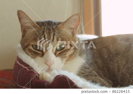 Sleeping cat 86226415