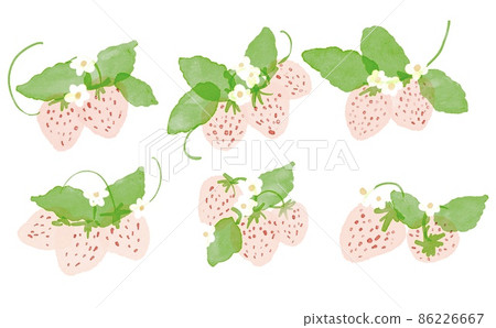 Watercolor. Strawberry illustration set drawn with a watercolor touch. Watercolor painting of strawberries and plants. Watercolor. Strawberry illustration set drawn with a watercolor touch. Watercolor painting of strawberries and plants. 86226667