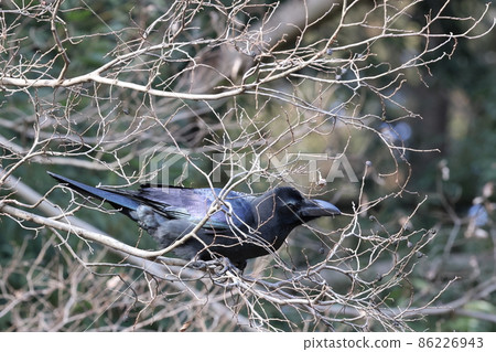 生物 野生鳥類 叢林烏鴉，最初生活在森林中的野生鳥類。冬天，用大嘴靈巧地吃樹上的堅果 86226943