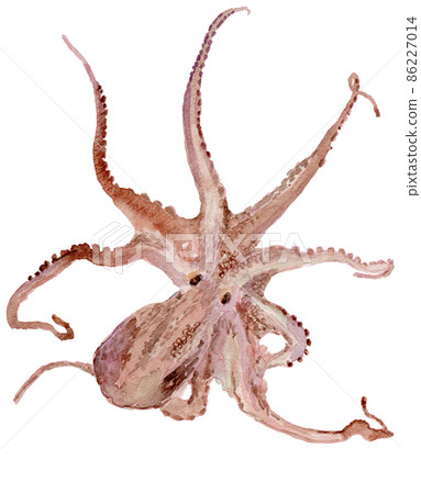 Octopus watercolor illustration Octopus watercolor illustration 86227014