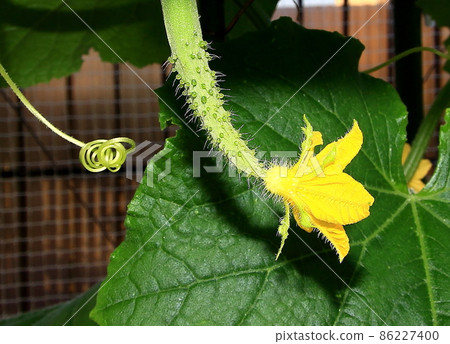 黃瓜 黃瓜 86227400