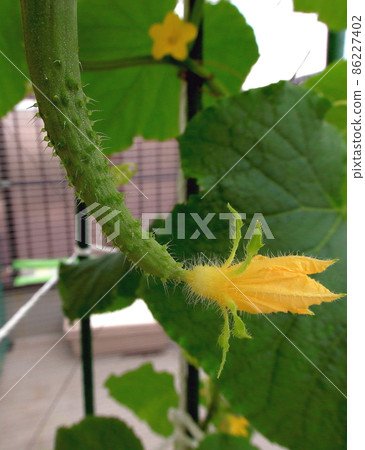 cucumber cucumber 86227402