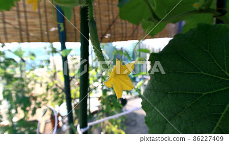 黃瓜 黃瓜 86227409