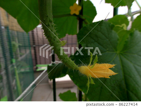 cucumber  86227414