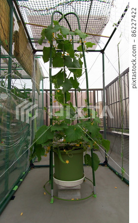 cucumber cucumber 86227422