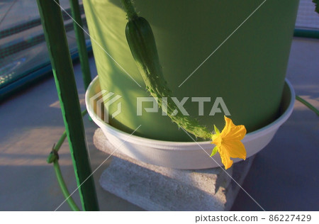 黃瓜 黃瓜 86227429