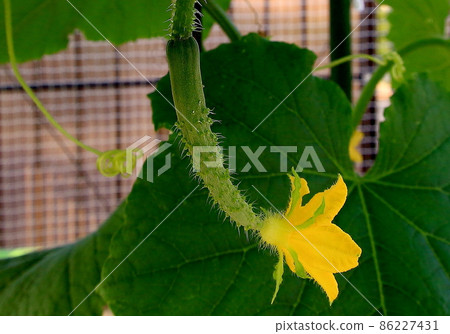 黃瓜 黃瓜 86227431