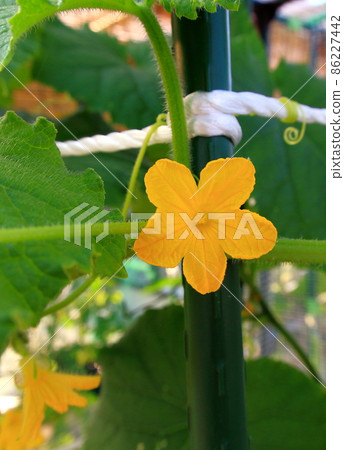 黃瓜 黃瓜 86227442