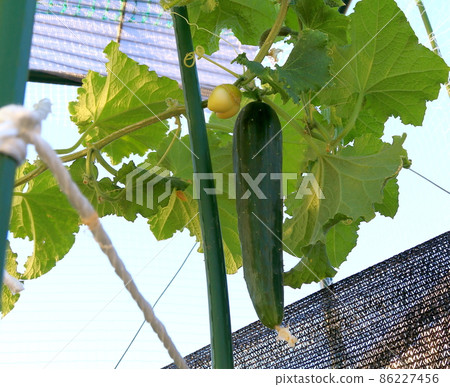 黃瓜 黃瓜 86227456