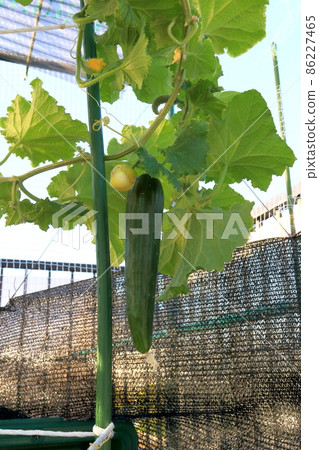 黃瓜 黃瓜 86227465