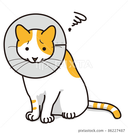 Cat with Elizabethan collar (white orange coat color) 86227487