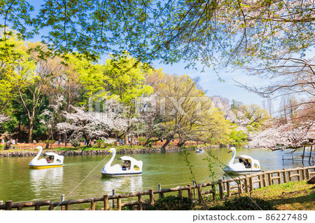 吉祥寺井之頭公園盛開 86227489