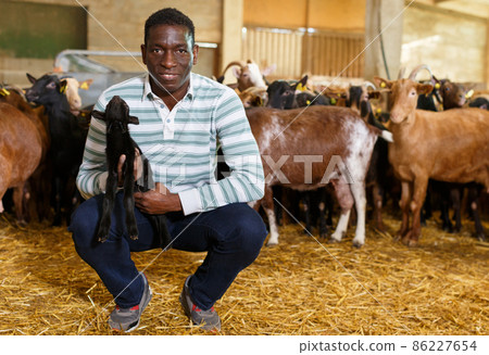 Farmworker with goatlings 86227654