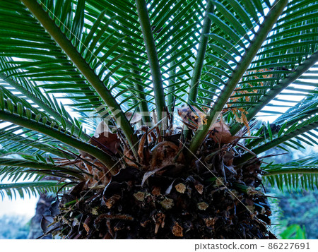 Gymnosperm cycad Gymnosperm cycad 86227691