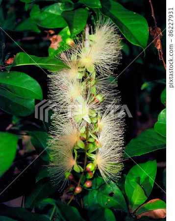 Barringtonia racemosa 在晚上開花 86227931