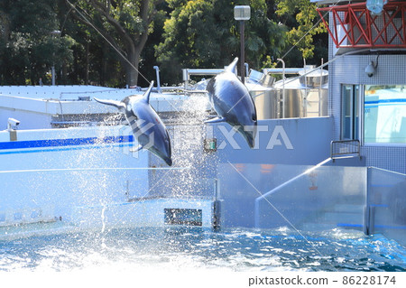 Shinagawa Aquarium Two dolphins jumping with splashes 86228174