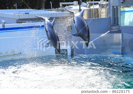 Shinagawa Aquarium Two dolphins jumping with splashes 86228175
