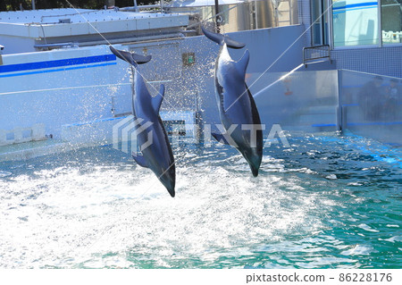 品川水族館 兩隻海豚濺起水花 品川水族館 兩隻海豚濺起水花 86228176