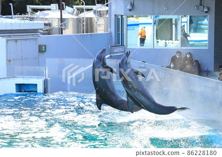 Shinagawa Aquarium Two dolphins jumping with splashes Shinagawa Aquarium Two dolphins jumping with splashes 86228180
