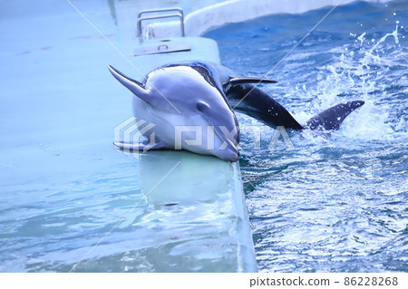 品川水族館 海豚在池邊上升 品川水族館 海豚在池邊上升 86228268