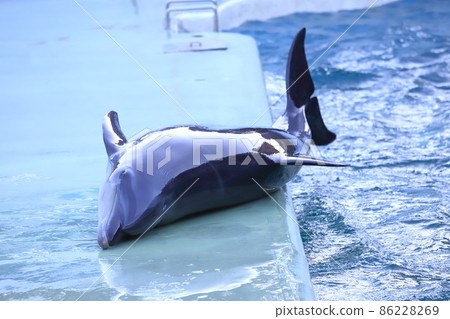 品川水族館 海豚在池邊上升 品川水族館 海豚在池邊上升 86228269