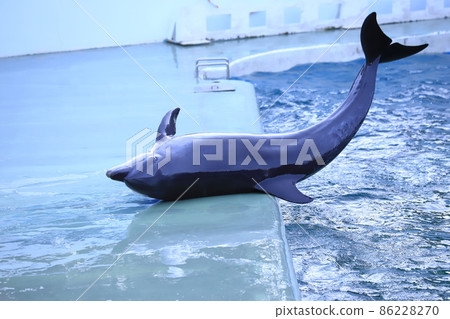 品川水族館 海豚在池邊上升 品川水族館 海豚在池邊上升 86228270