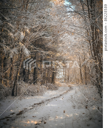 Landscape with the path in snow forest 86228589