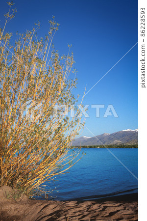 Landscape with willow and mountain lake on background 86228593