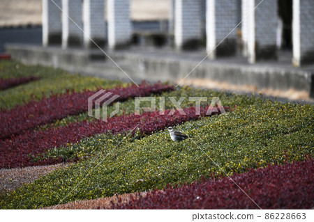 Thrush Thrush 86228663
