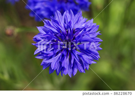 獨特的矢車菊美麗的紫色花朵(矢車菊、矢車菊、矢車菊) 獨特的矢車菊美麗的紫色花朵(矢車菊、矢車菊、矢車菊) 86228670