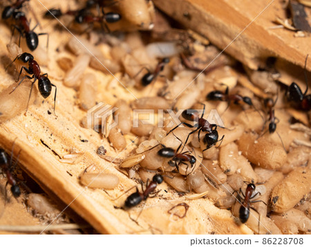 Camponotus japonicus nesting Camponotus japonicus nesting 86228708