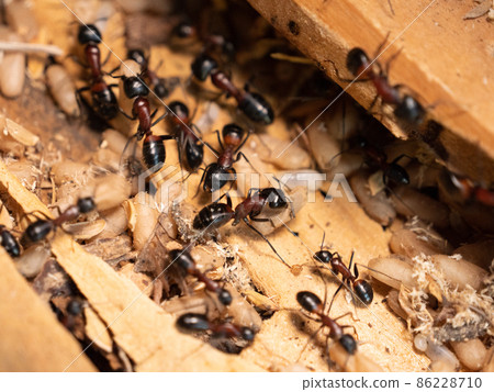 Camponotus japonicus nesting 86228710