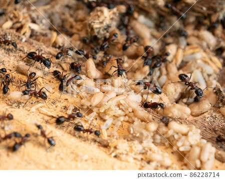 Camponotus japonicus nesting Camponotus japonicus nesting 86228714