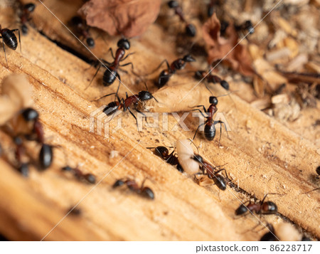 Camponotus japonicus nesting 86228717