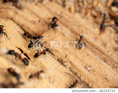 Camponotus japonicus nesting 86228718