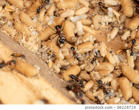 大白菜築巢 86228719