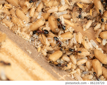 Camponotus japonicus nesting 86228720
