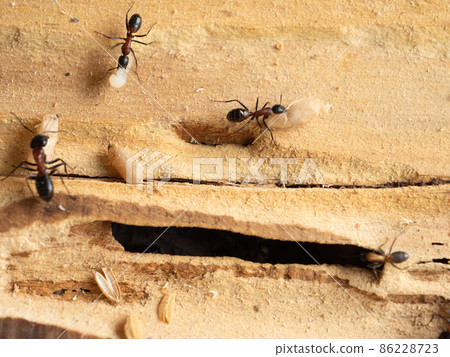 Camponotus japonicus nesting Camponotus japonicus nesting 86228723