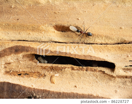 Camponotus japonicus nesting 86228727