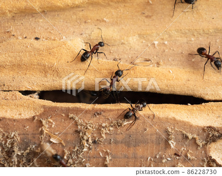 Camponotus japonicus nesting Camponotus japonicus nesting 86228730