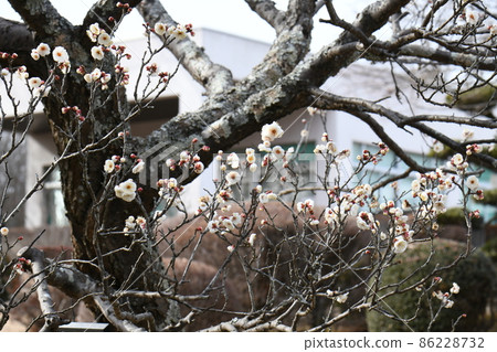 Plum White Nanba Plum White Nanba 86228732