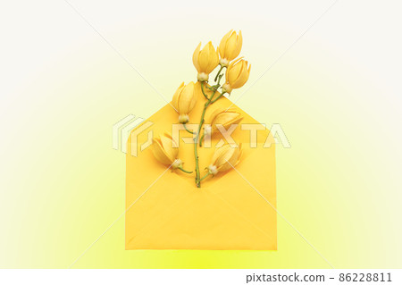 yellow flowers ylang ylang in envelope local flora of asia arrangement flat lay yellow flowers ylang ylang in envelope local flora of asia arrangement flat lay 86228811