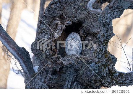 Forest sage owl 86228901