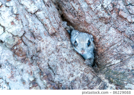 Ezo momonga從洞穴裡掏出一張臉 86229088