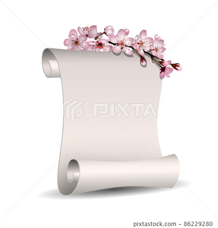 Spring floral banner with Scroll empty blank paper and blooming pink cherry flowers for seasonal spring design 86229280