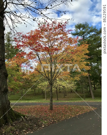 Autumn leaves Autumn leaves 86229591